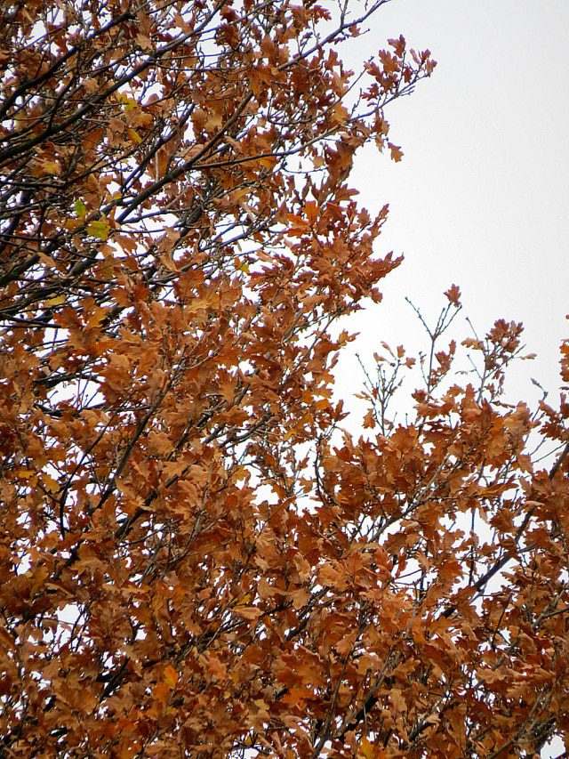 Autumn