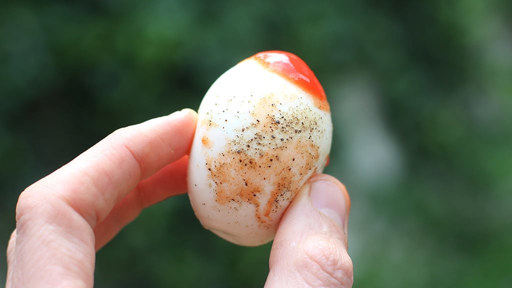 EGG-SHOT3