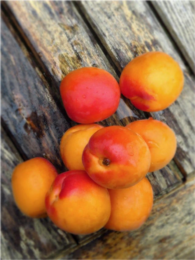 apricots 2