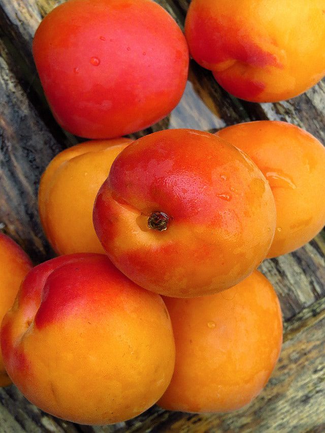 apricots