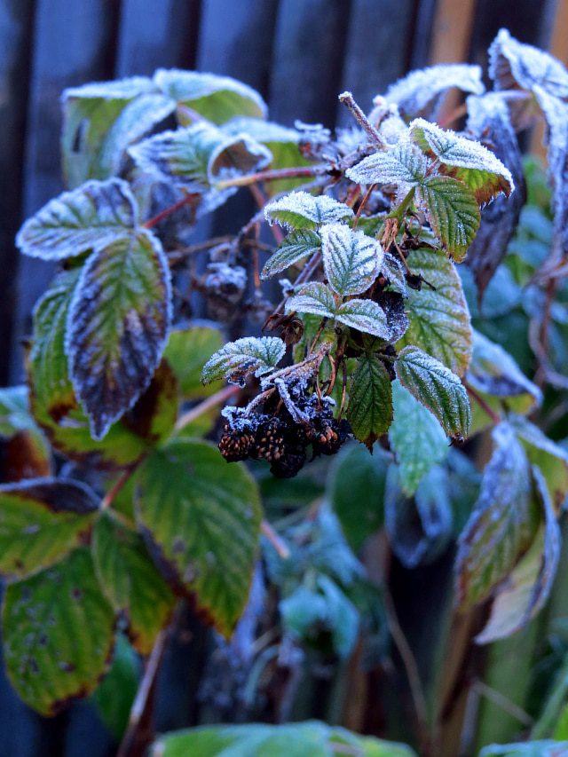 Frosty Berries