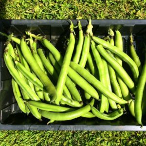 Broad Beans & Hoggart