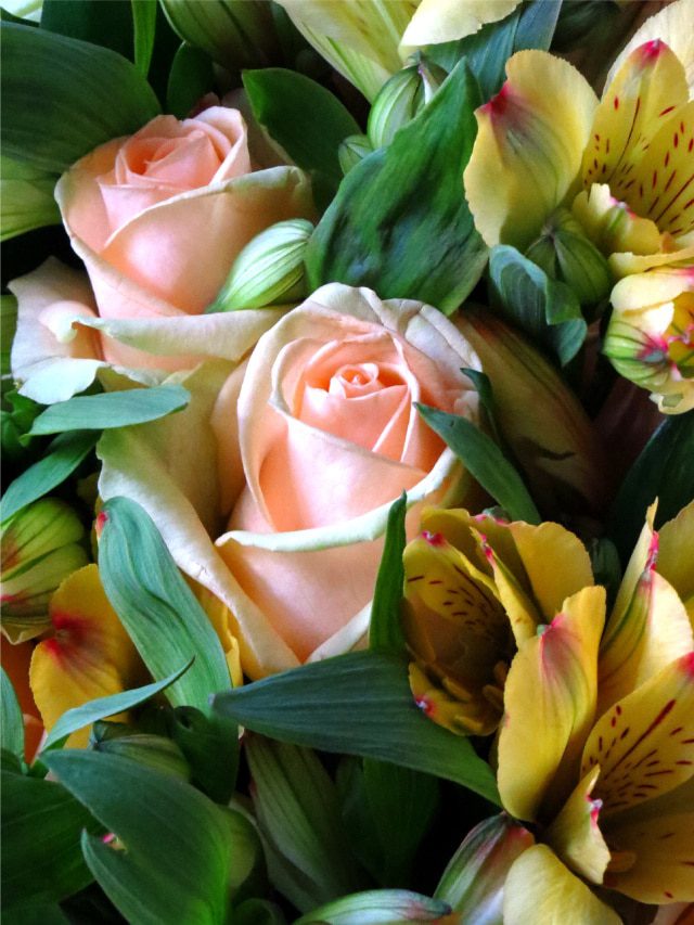 rose