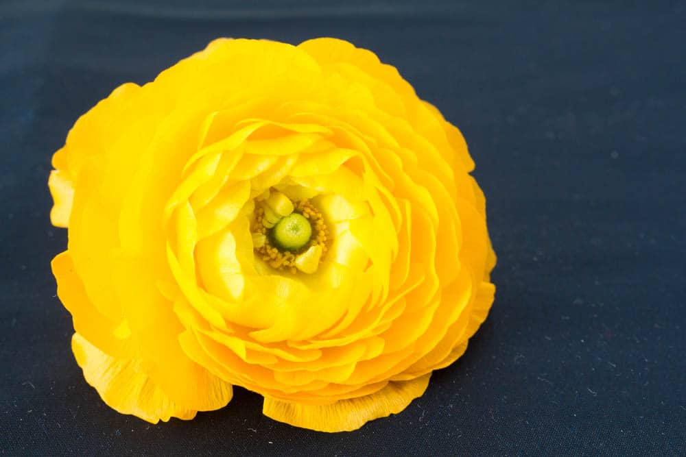 Yellow peony on blue background 