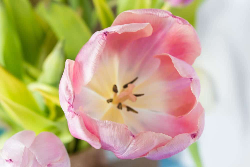 Blooming tulip