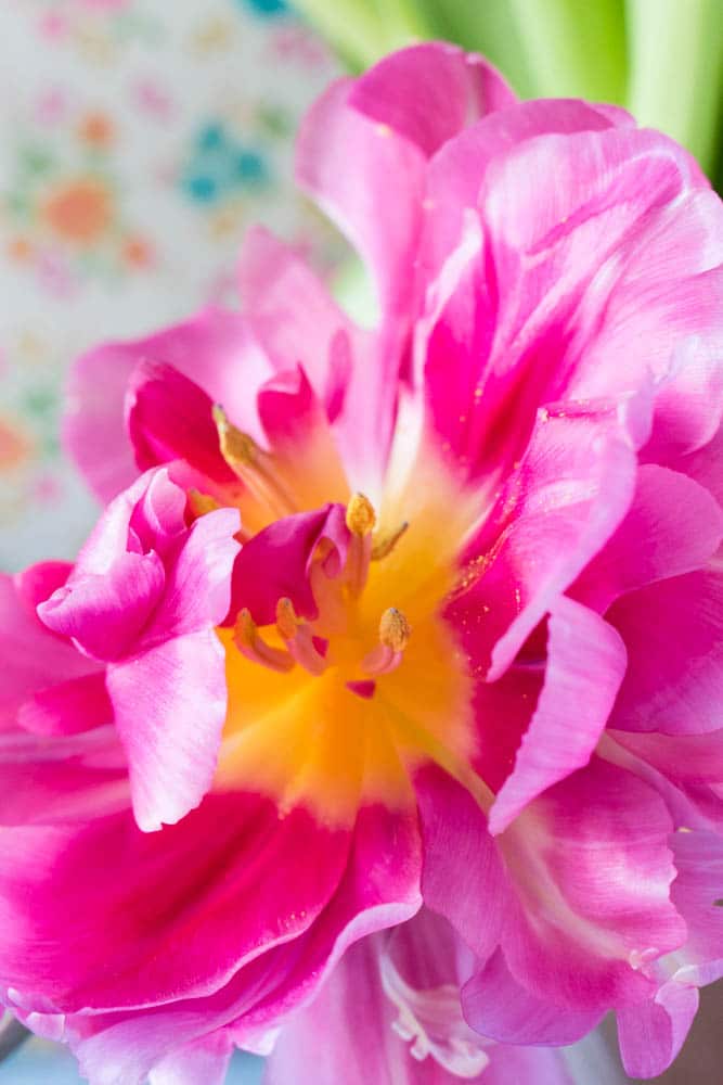 Tulip in full bloom