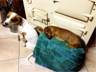 cooler puppies farm homemade yogurt