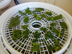 kale chips in dehydrator