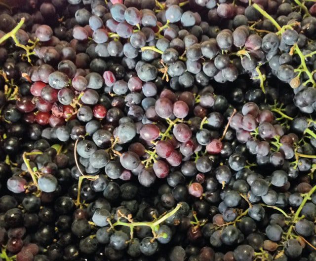 katoba grapes jam south africa